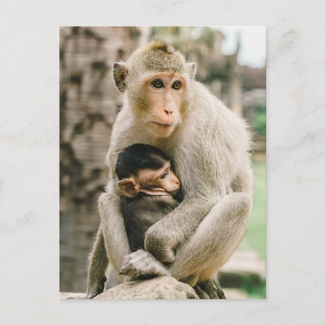Monkey Mama & Baby Postcard (Front)