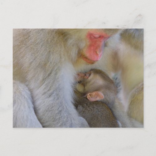 Monkey Maternal Connection Postcard