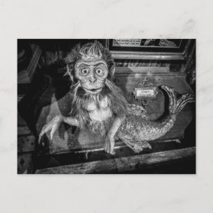 Monkey Mermaid Taxidermy Oddity Postcard