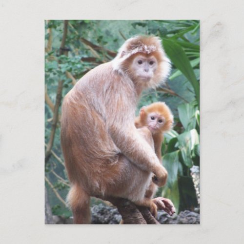 Monkey Mother  Baby Language Postcard