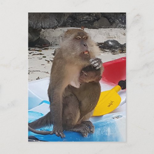 Monkey Mother  Baby Postcard