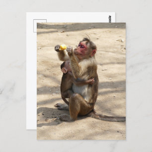 Monkey - Mothers Breakfast Postcard