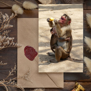 Monkey - Mothers Breakfast Postcard