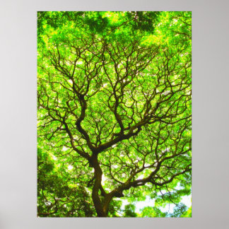 Monkey Pod Tree Poster