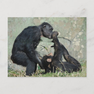 Monkey Postcard