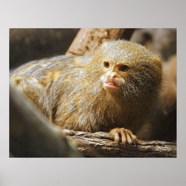 Monkey Poster (Front)