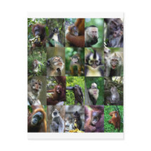 Monkey primate montage