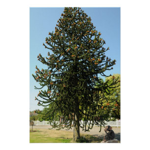 Monkey Puzzle. Poster