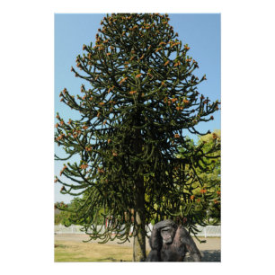 Monkey Puzzle. Poster