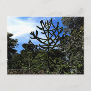 Monkey Puzzle Tree #1 Postcard