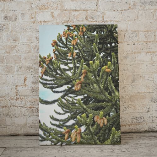 Monkey Puzzle Tree and Seed Cones Canvas Print