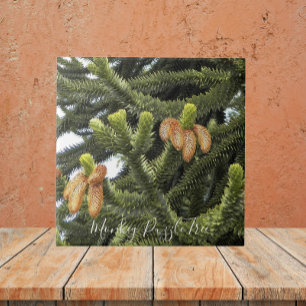 Monkey Puzzle Tree Botanical Ceramic Tile