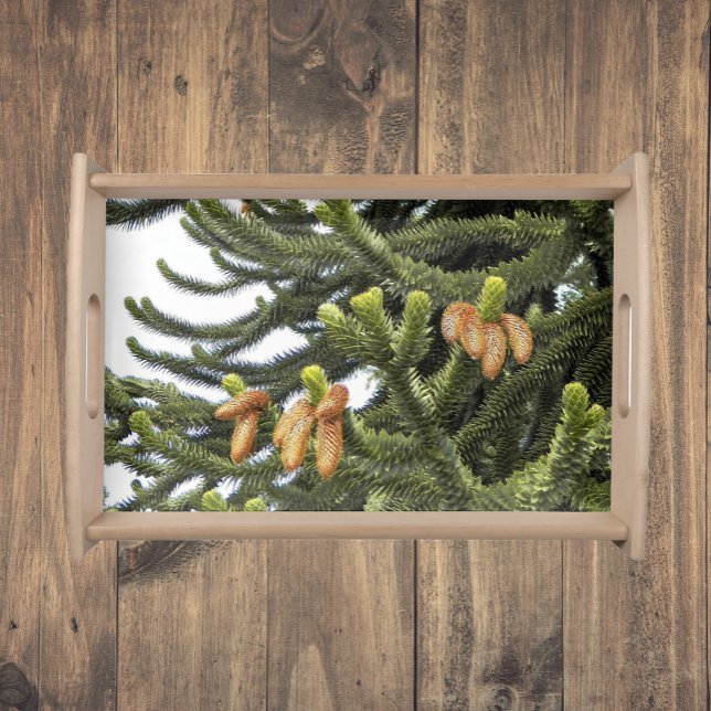 Monkey Puzzle Tree Botanical Photo Serving Tray (In Situ)