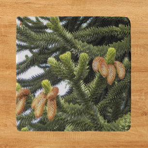 Monkey Puzzle Tree Botanical Photo Trivet
