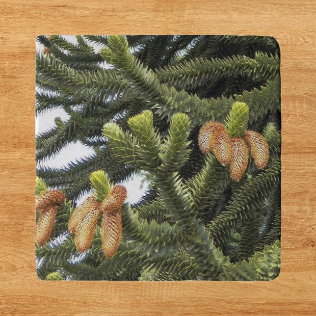 Monkey Puzzle Tree Botanical Photo Trivet (In Situ)
