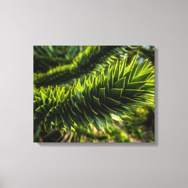 Monkey Puzzle Tree - Tree Photography Canvas Print (Front)
