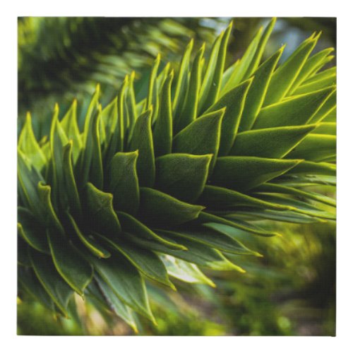 Monkey Puzzle Tree _ Tree Photography Faux Canvas Print