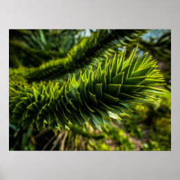 Monkey Puzzle Tree - Tree Photography Poster