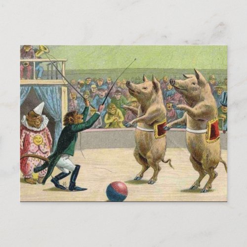 Monkey Ringmaster and Circus Pigs Postcard