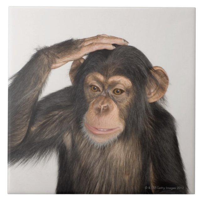 Monkey scratching its head ceramic tile (Front)