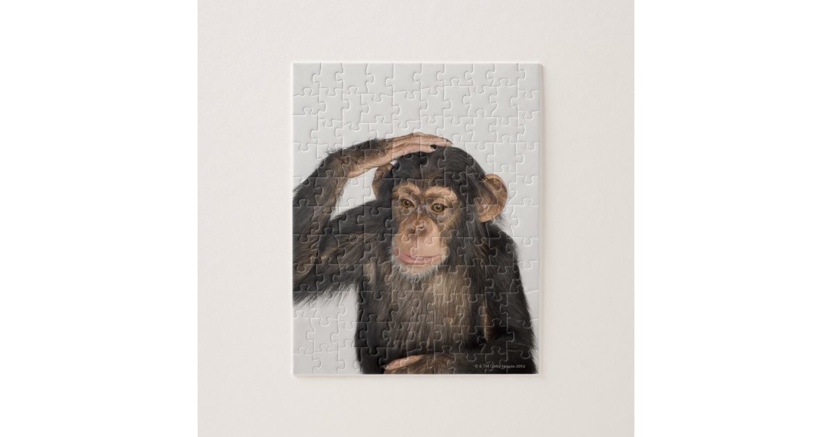 Monkey scratching its head jigsaw puzzle Zazzle