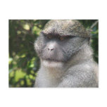 Monkey See, Monkey Do Postcard