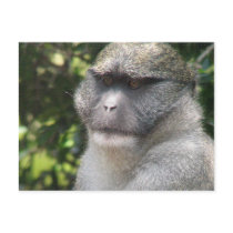 Monkey See, Monkey Do Postcard