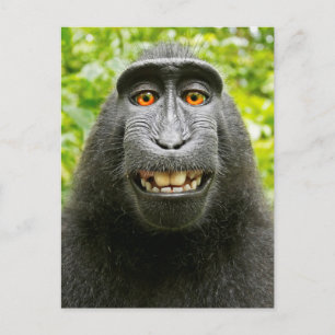 Monkey Selfie Postcard