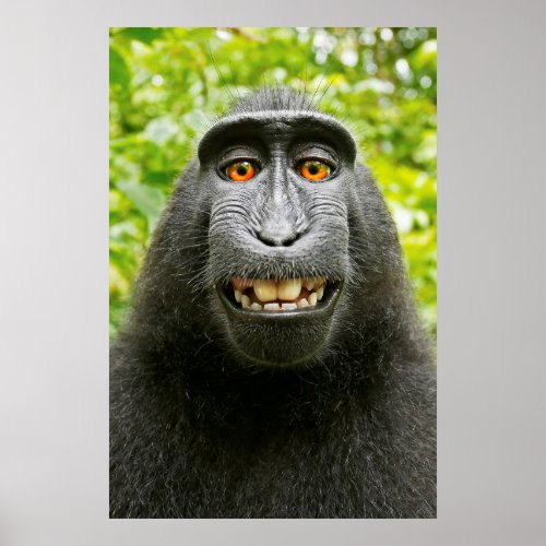 Monkey Selfie Poster