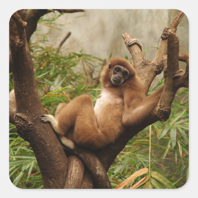 Monkey  Square Sticker (Front)