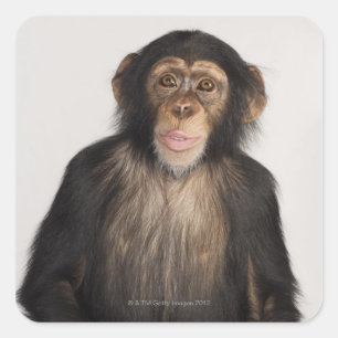Monkey Square Sticker