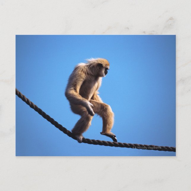 monkey walking on rope postcard (Front)