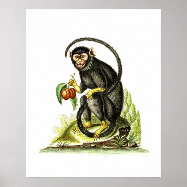 Monkey With Fruit Poster (Front)
