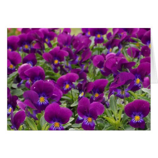 monkeyfaces (Front Horizontal)