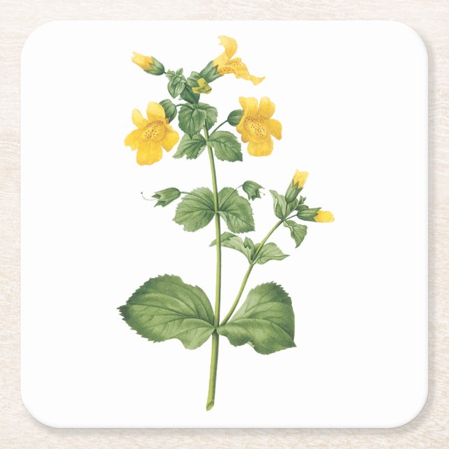 monkeyflower(Mimulus sp.) by Redouté Square Paper Coaster (Front)