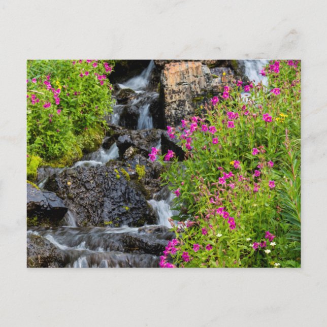 Monkeyflowers Along Lunch Creek In Glacier Postcard (Front)