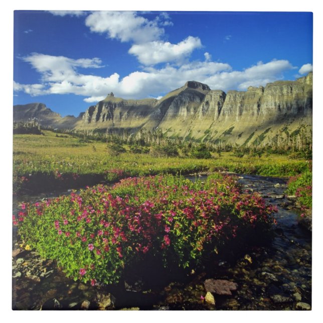 Monkeyflowers at Logan Pass in Glacier National Ceramic Tile (Front)