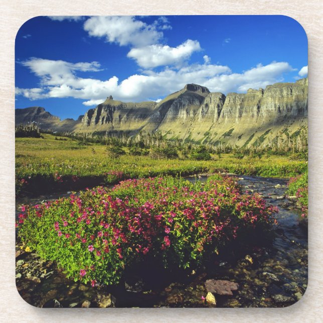 Monkeyflowers at Logan Pass in Glacier National Coaster (Front)