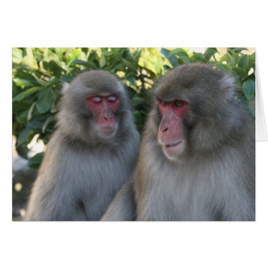 monkeys (Front Horizontal)