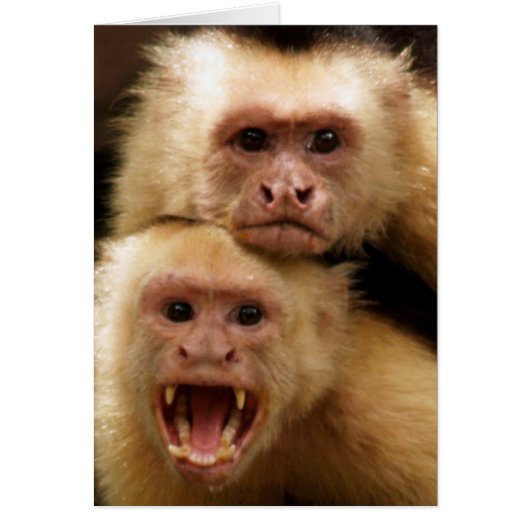 Monkeys! Cards (Front)
