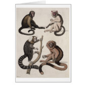 Monkeys (colour litho) (Front)