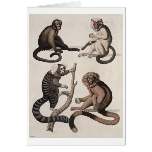 Monkeys (colour litho) cards (Front)