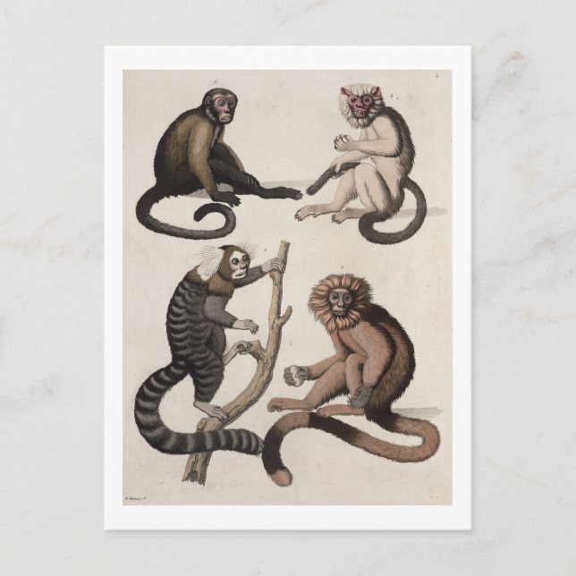 Monkeys (colour litho) postcard (Front)