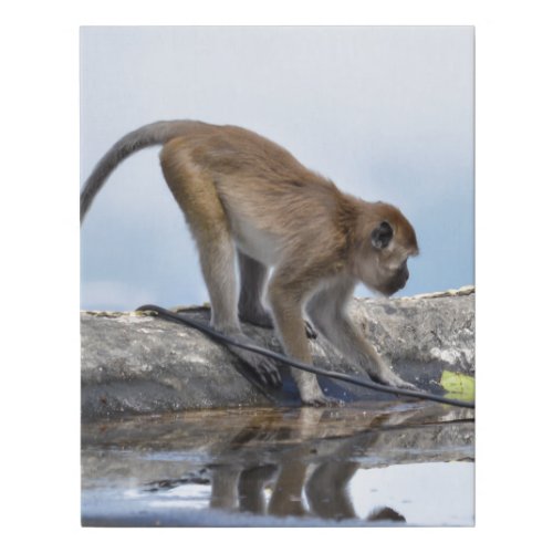 monkeys drinking in puddle faux canvas print