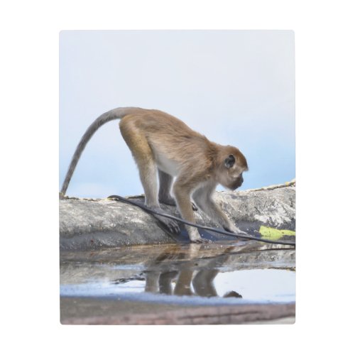 monkeys drinking in puddle metal print