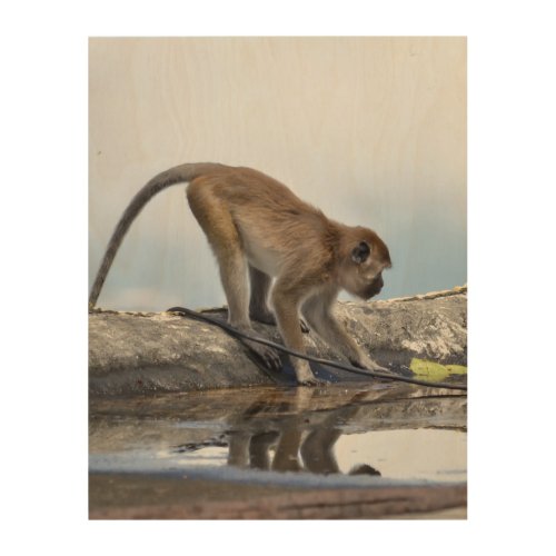 monkeys drinking in puddle  wood wall art