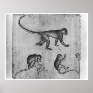 Monkeys, from The Vallardi Album Poster