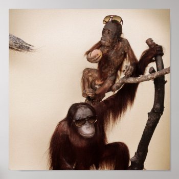 Monkeys In A Tree Poster by thejens at Zazzle