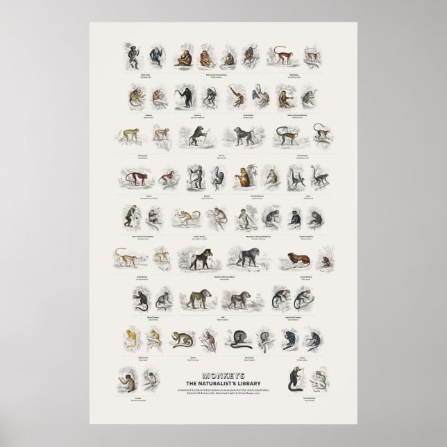 Monkeys - Naturalist's Library Poster (Front)