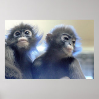 Monkeys Photo Poster